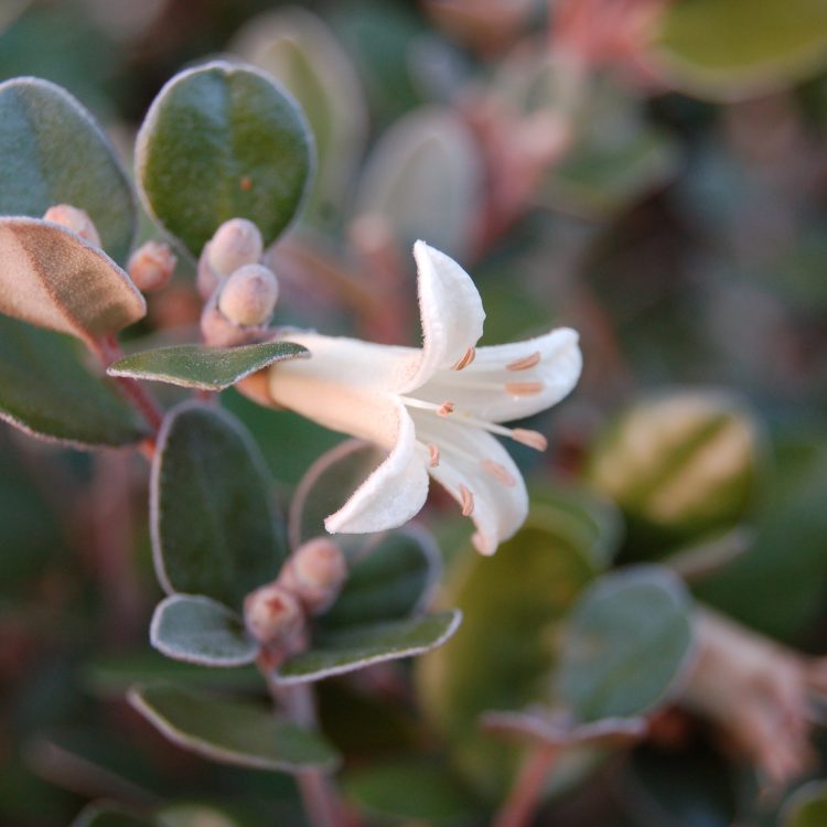 Correa backhouseana x C. alba
