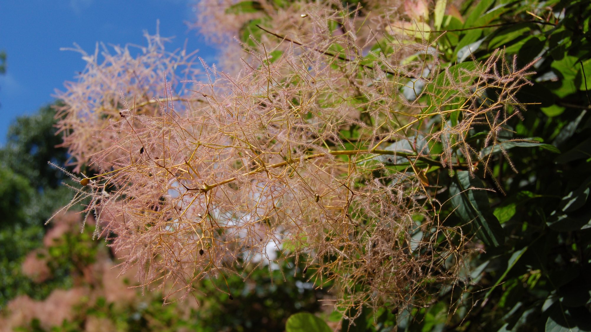 Cotinus coggygria x C. obovatus 'Flame'