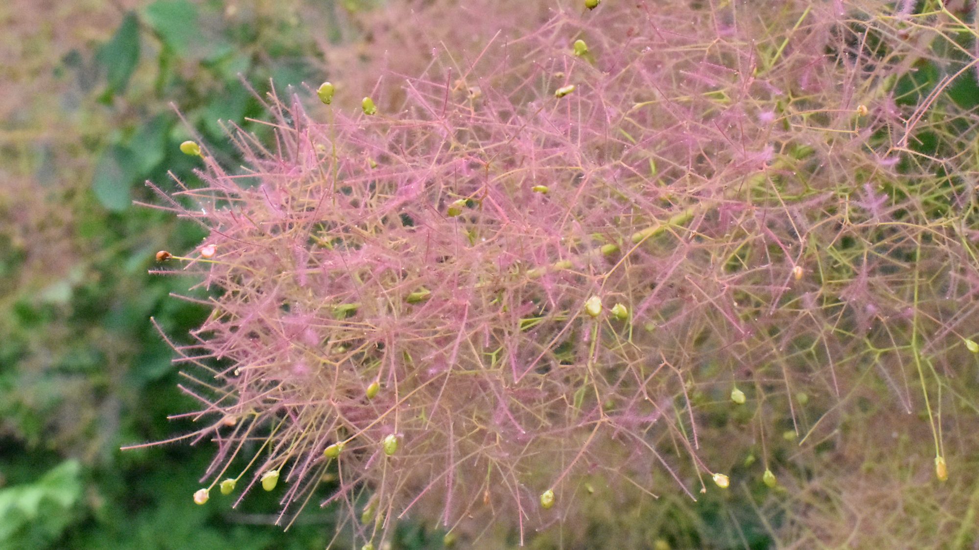 Plume-like pink-tinged inflorescence.