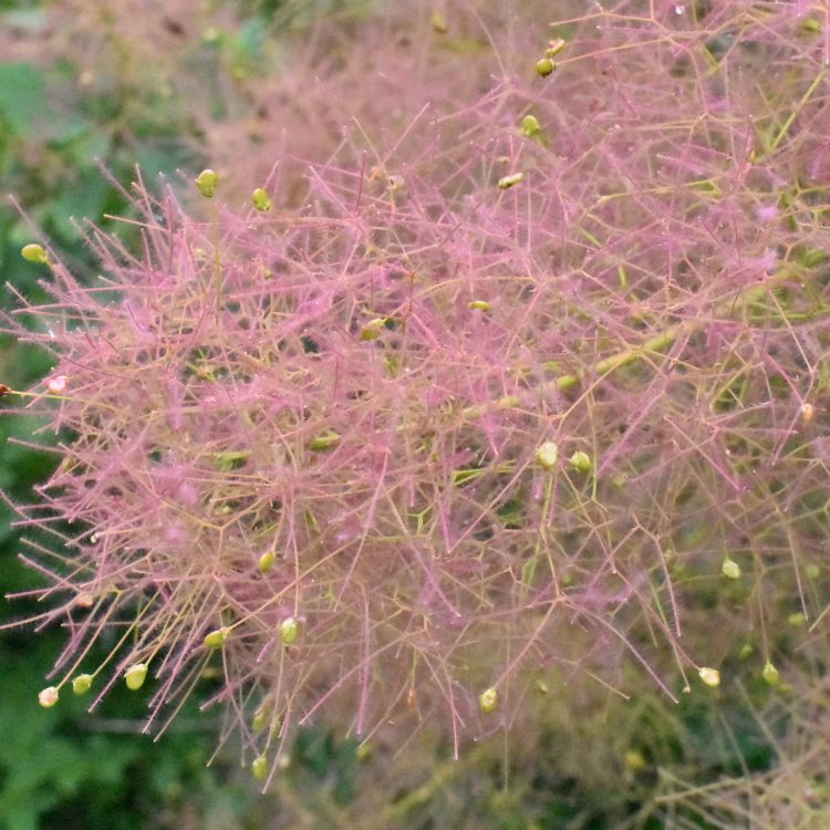 Cotinus coggygria x C. obovatus ‘Flame’