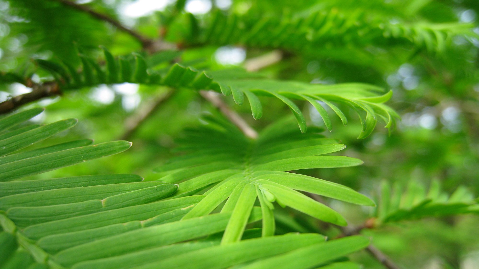 The green curved leaves of the Dawn Redwood tree.