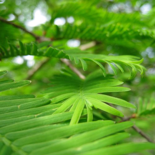 Trees of the Botanic Garden