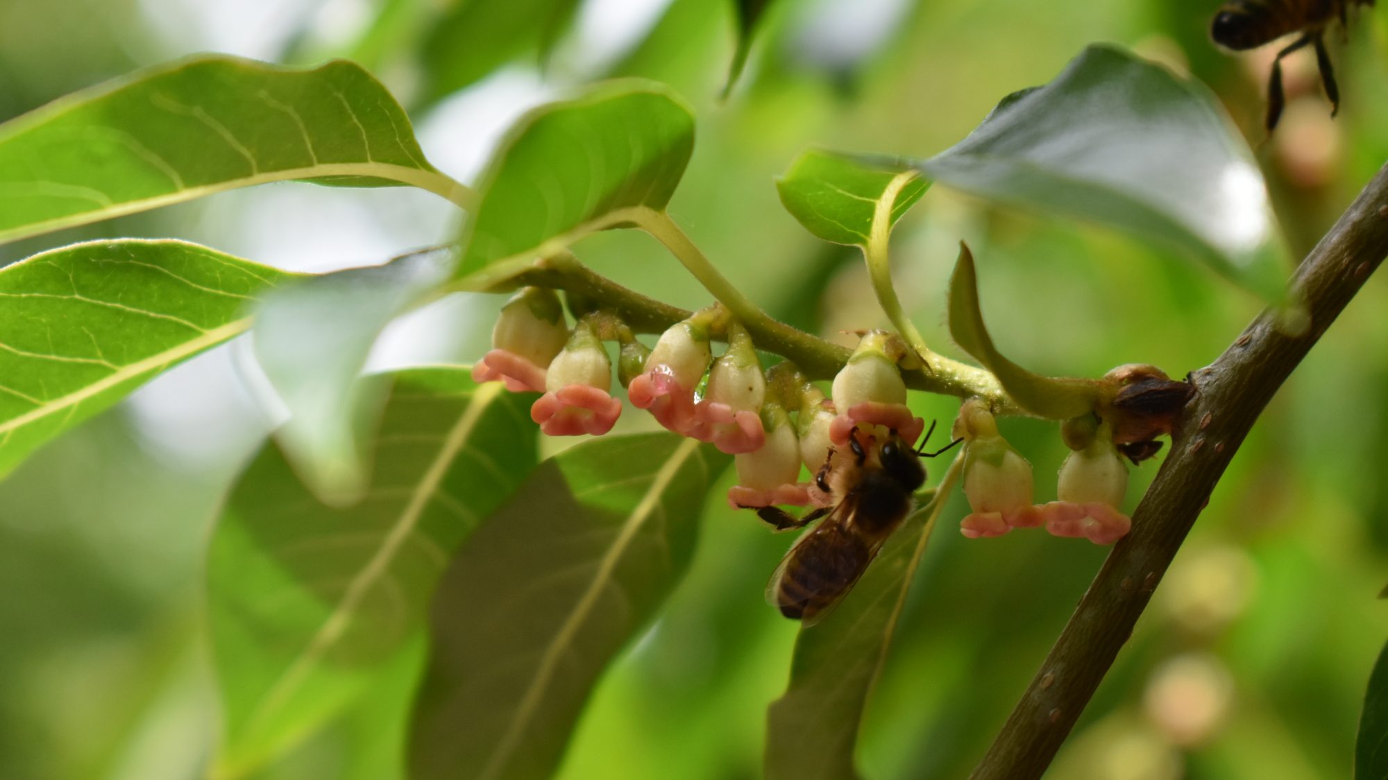 Small, orange-tipped, bell-shaped flowers and bees