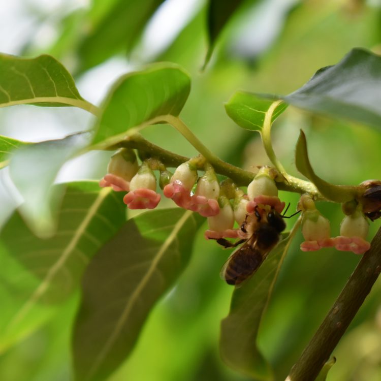 Diospyros lotus