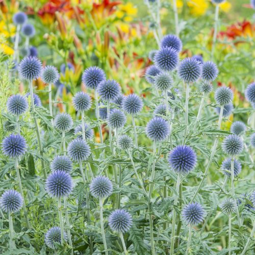 Herbaceous Beds