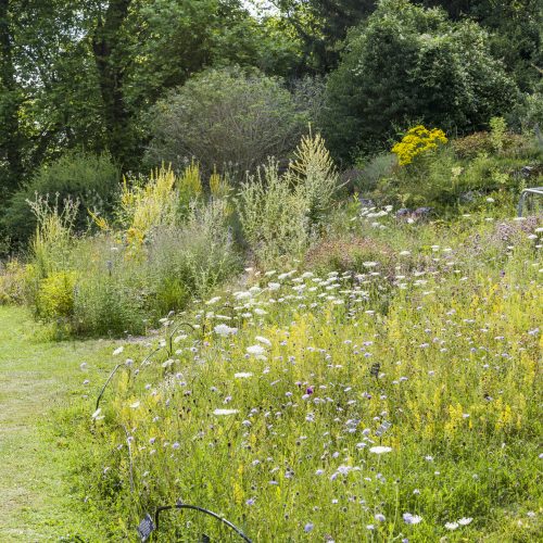 British Wild Plants