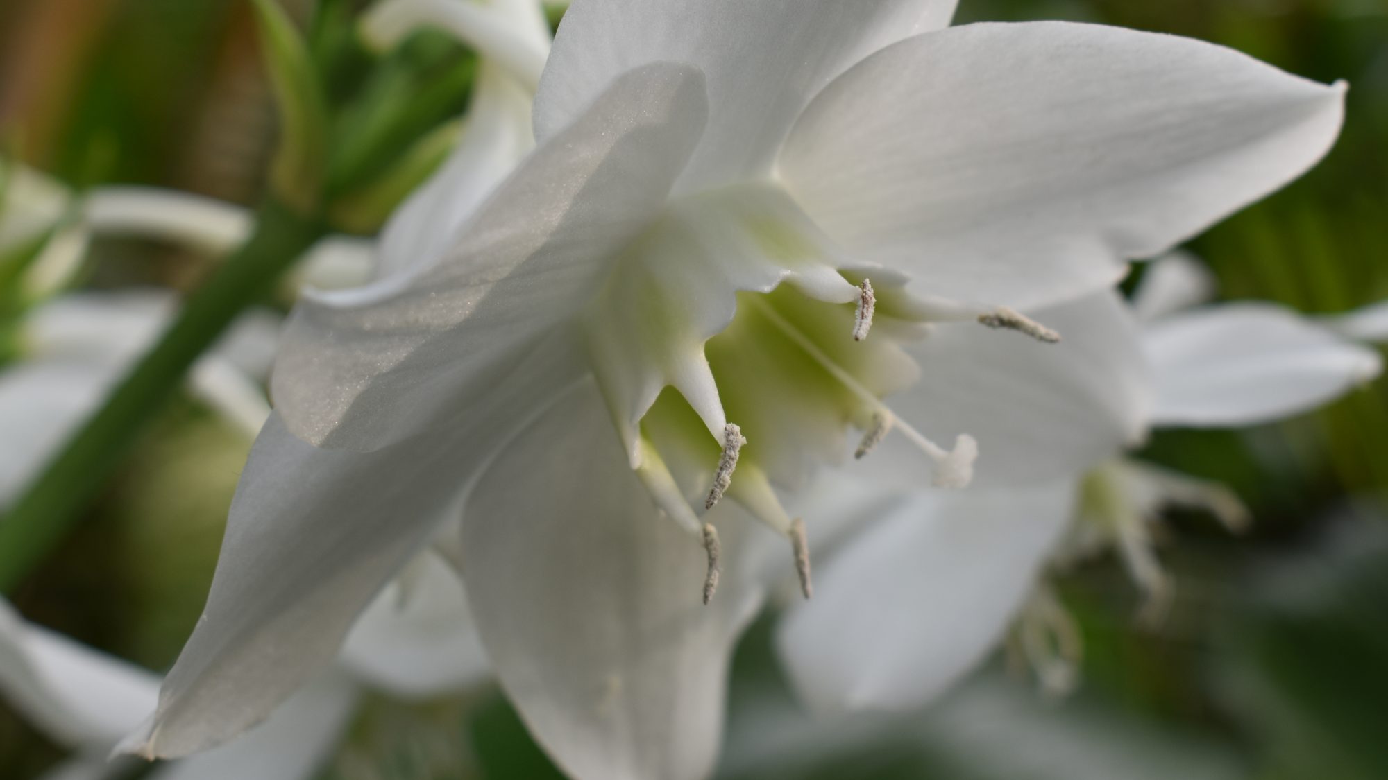 Eucharis amazonica