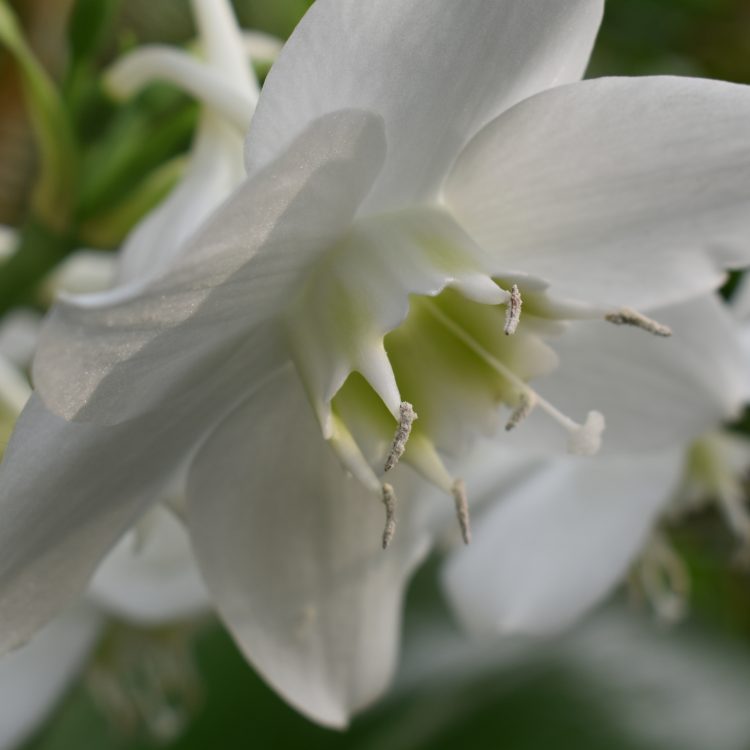 Eucharis amazonica