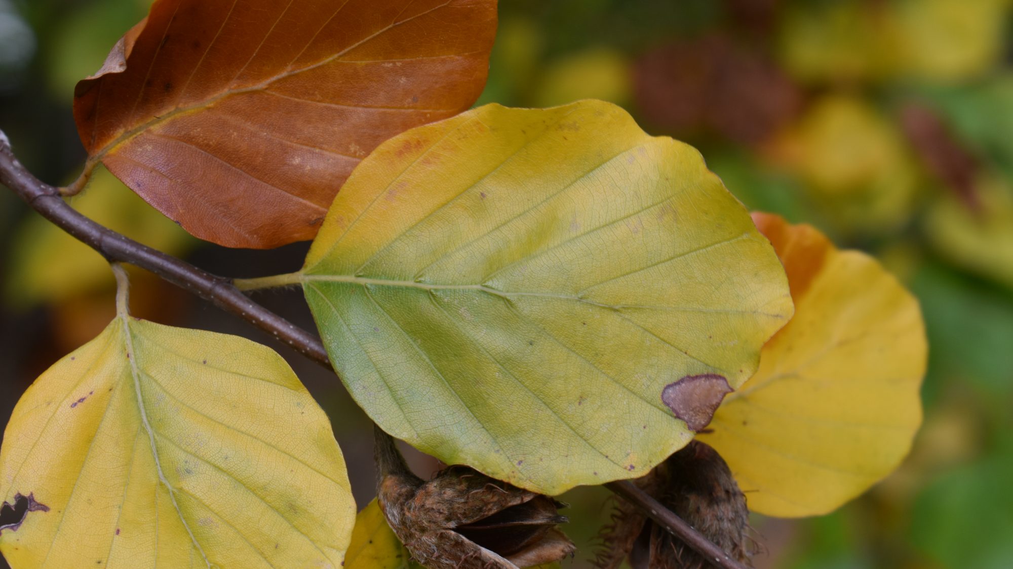 Fagus sylvatica 'Miltonensis'