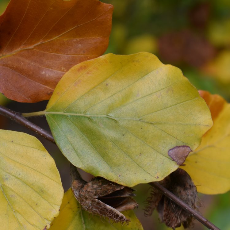 Fagus sylvatica ‘Miltonensis’