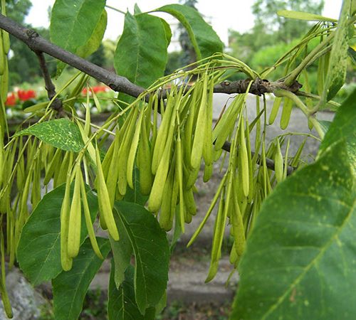 Fraxinus pennsylvanica