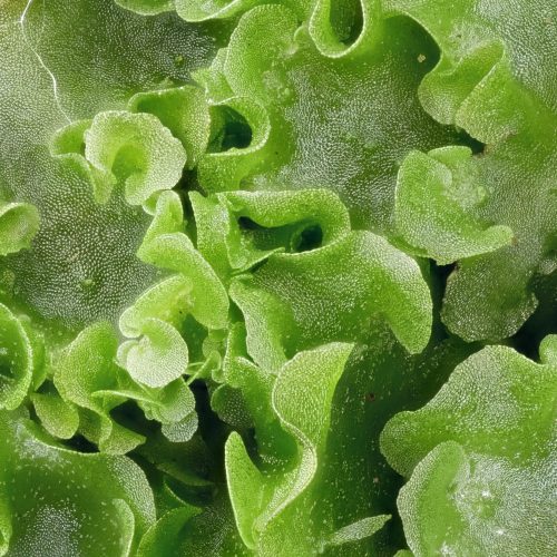 Garden’s plant collection supports ambitious project launched to map genomes of all life in British Isles.