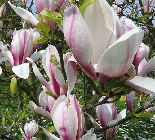 Magnolia x soulangeana