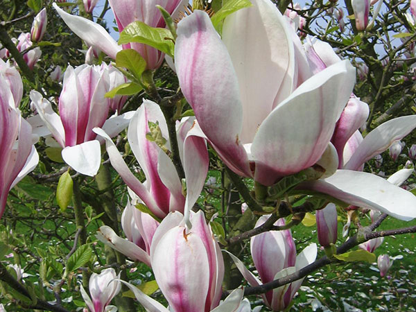 White and pink magnolia blossoms.