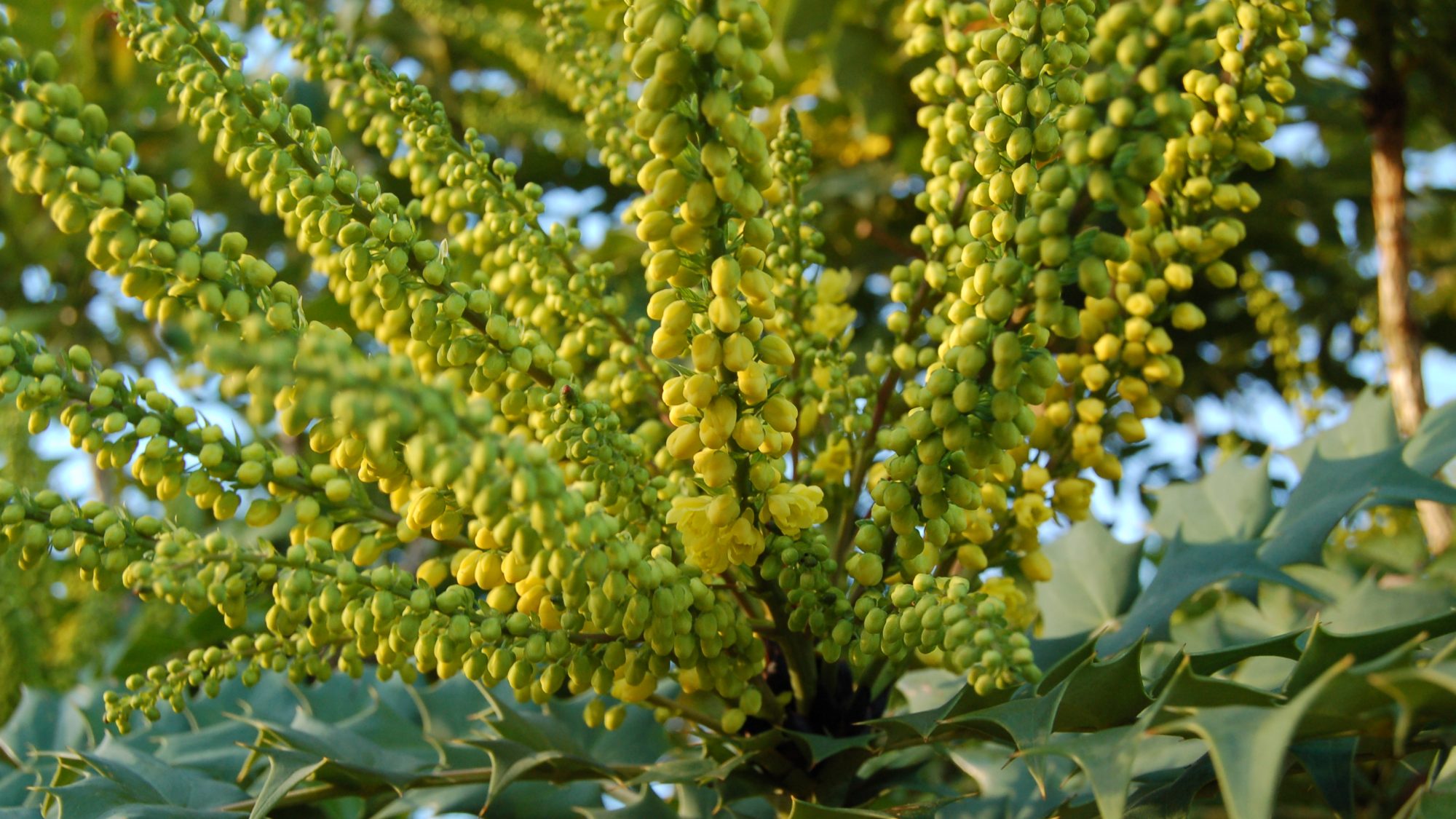 Yellow flower spikes amongst spiny, evergreen leaves
