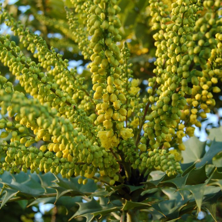 Mahonia x media ‘Winter Sun’