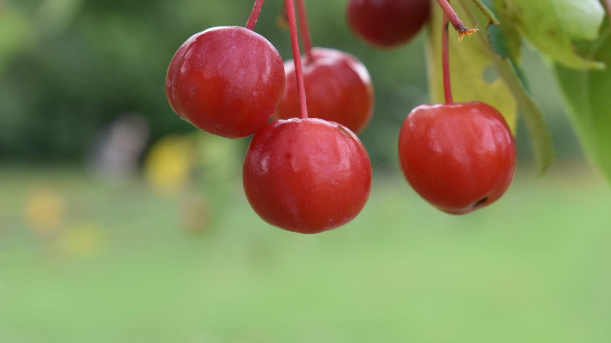 Malus hupehensis