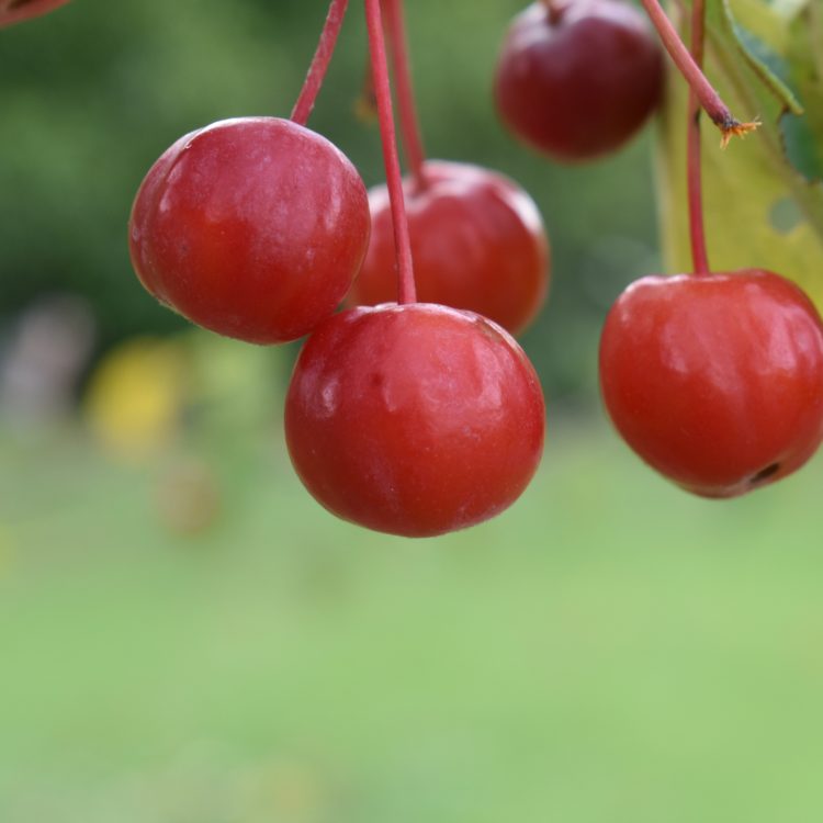 Malus hupehensis