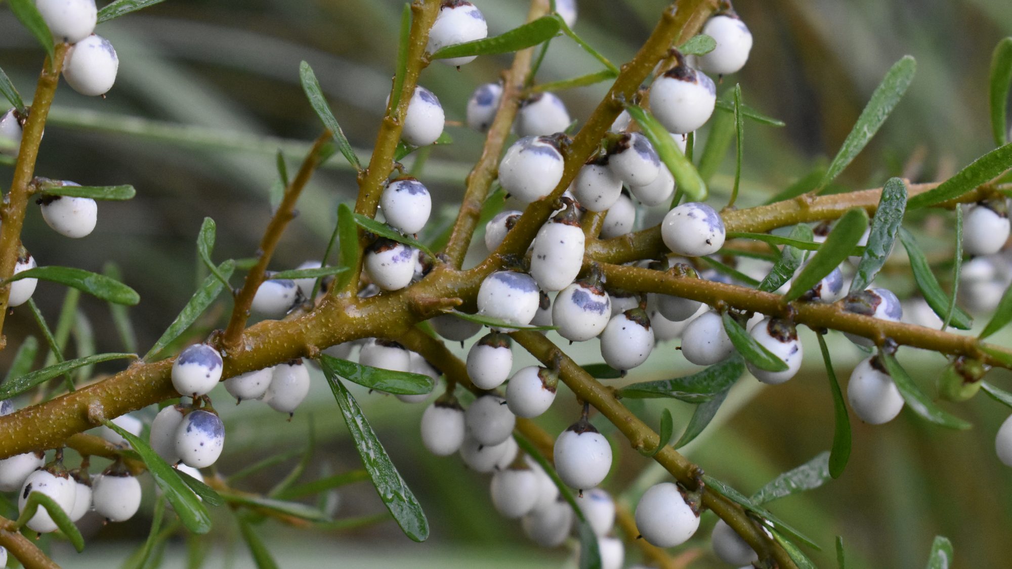 Melicytus angustifolius