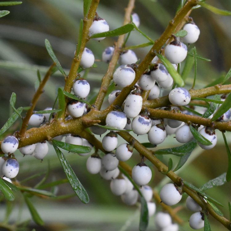 Melicytus angustifolius