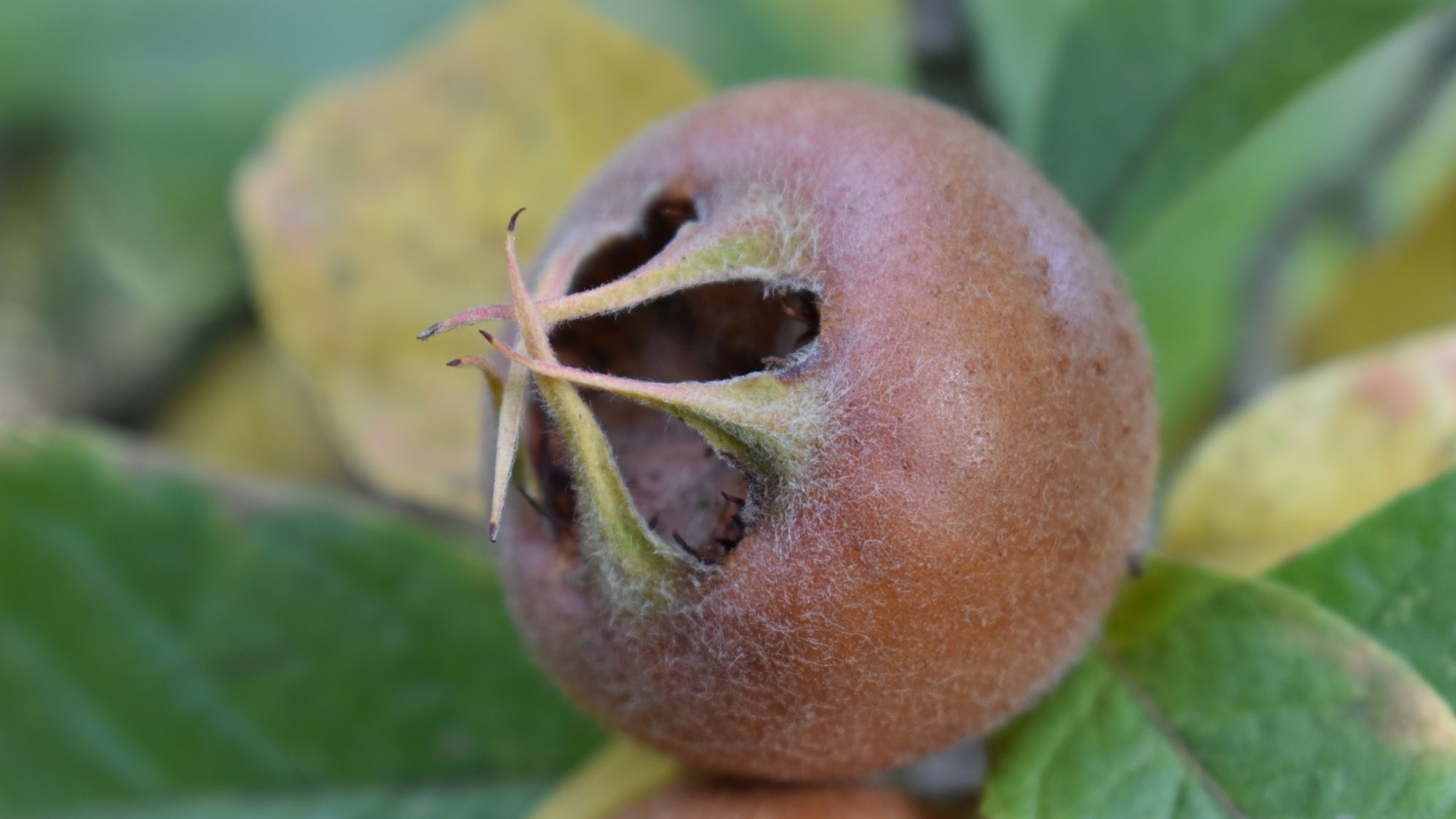 Downy, brown fruit.