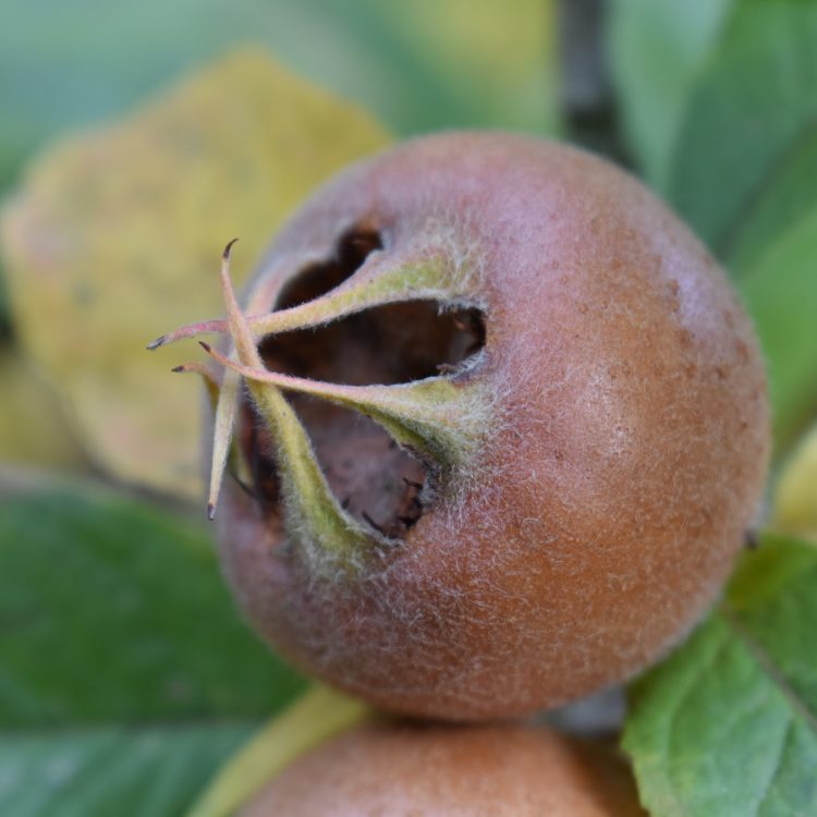 Mespilus germanica
