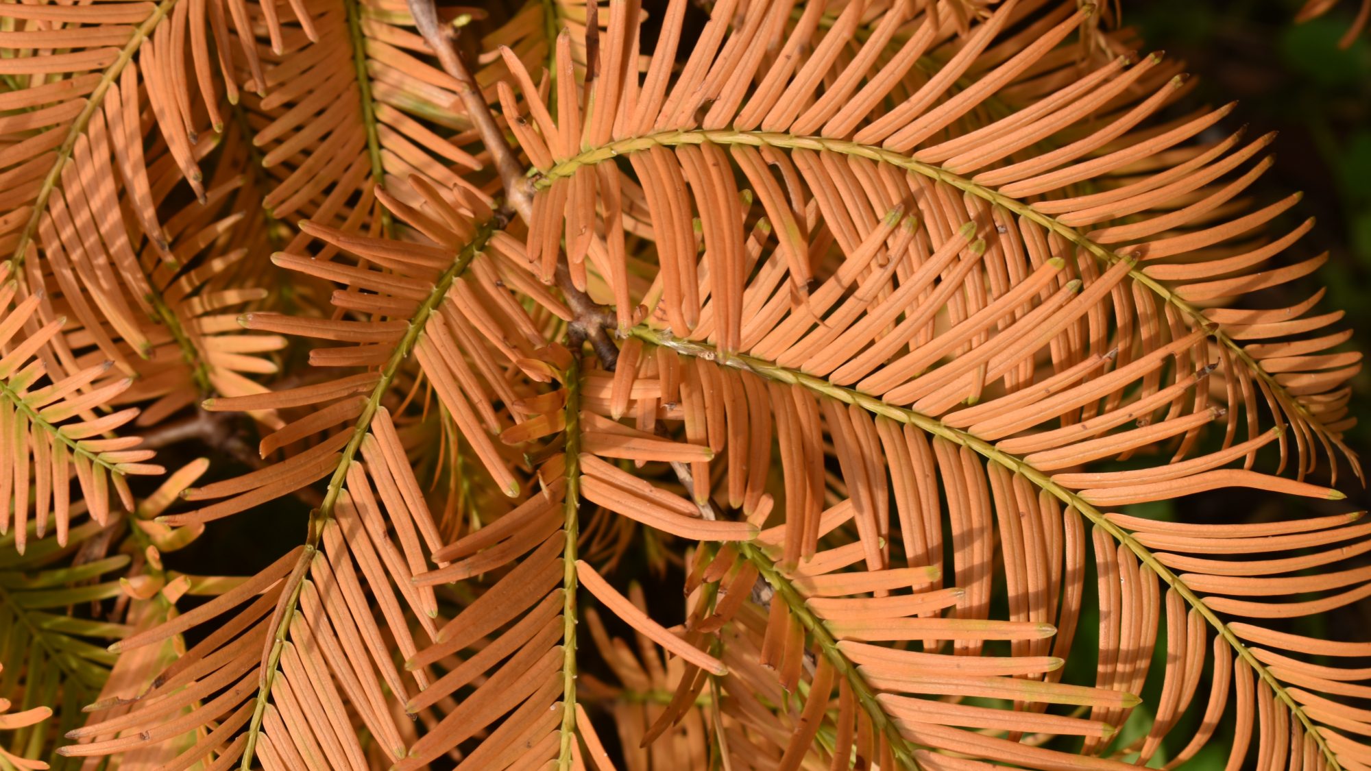 Metasequoia glyptostroboides