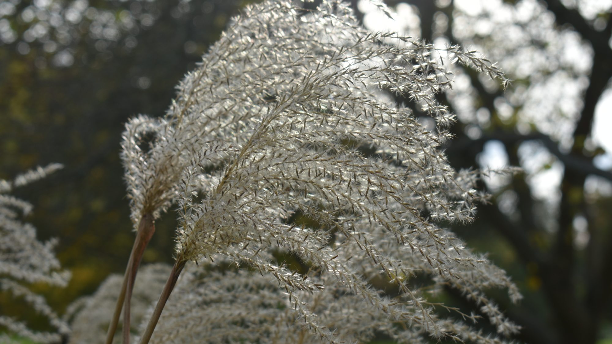 Plume-like flowers of the perennial grass, Miscanthus sinensis.