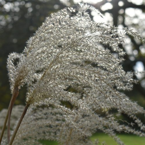 A Wellness Wander Archive: November 2020
