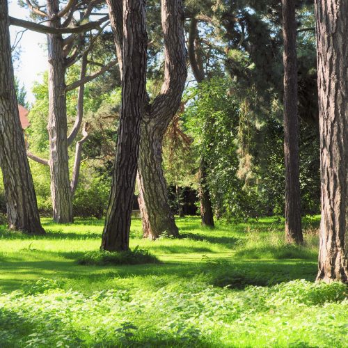 Old Pinetum