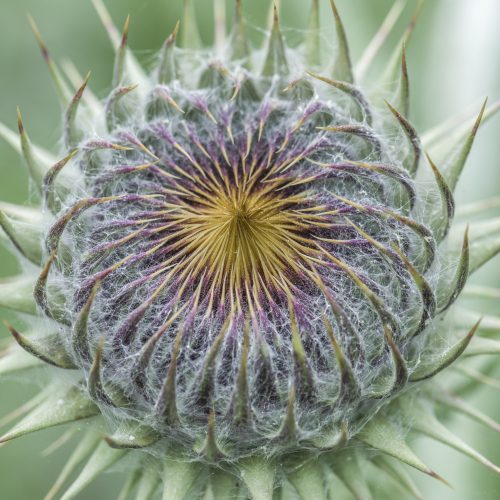 Cambridge University Botanic Garden Living Collections Strategy