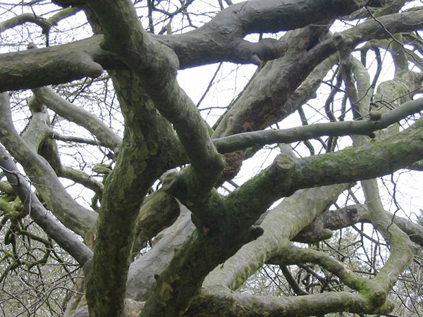 A brown lattice of intertwined branches of the Persian Ironwood tree.