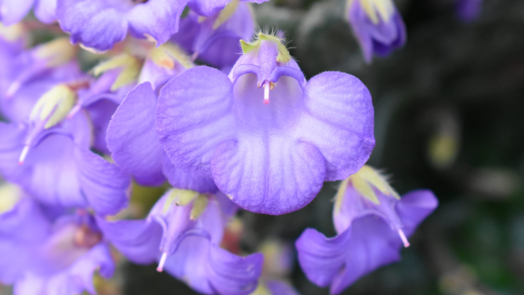 Violet, open-mouthed, flower with three broad, lower lobes. 