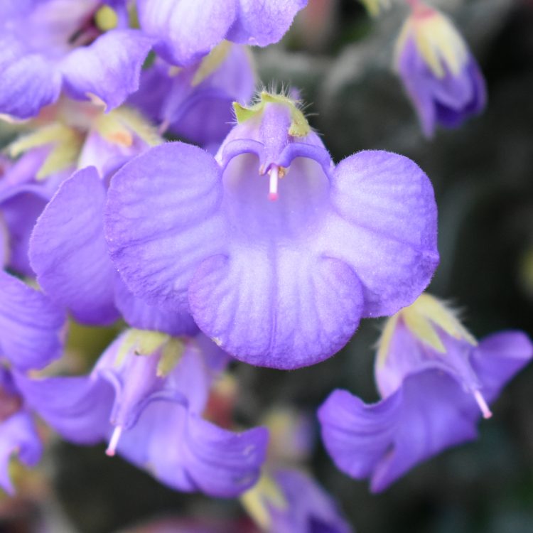 Petrocosmea minor
