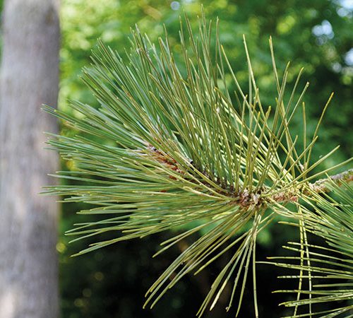 Pinus nigra