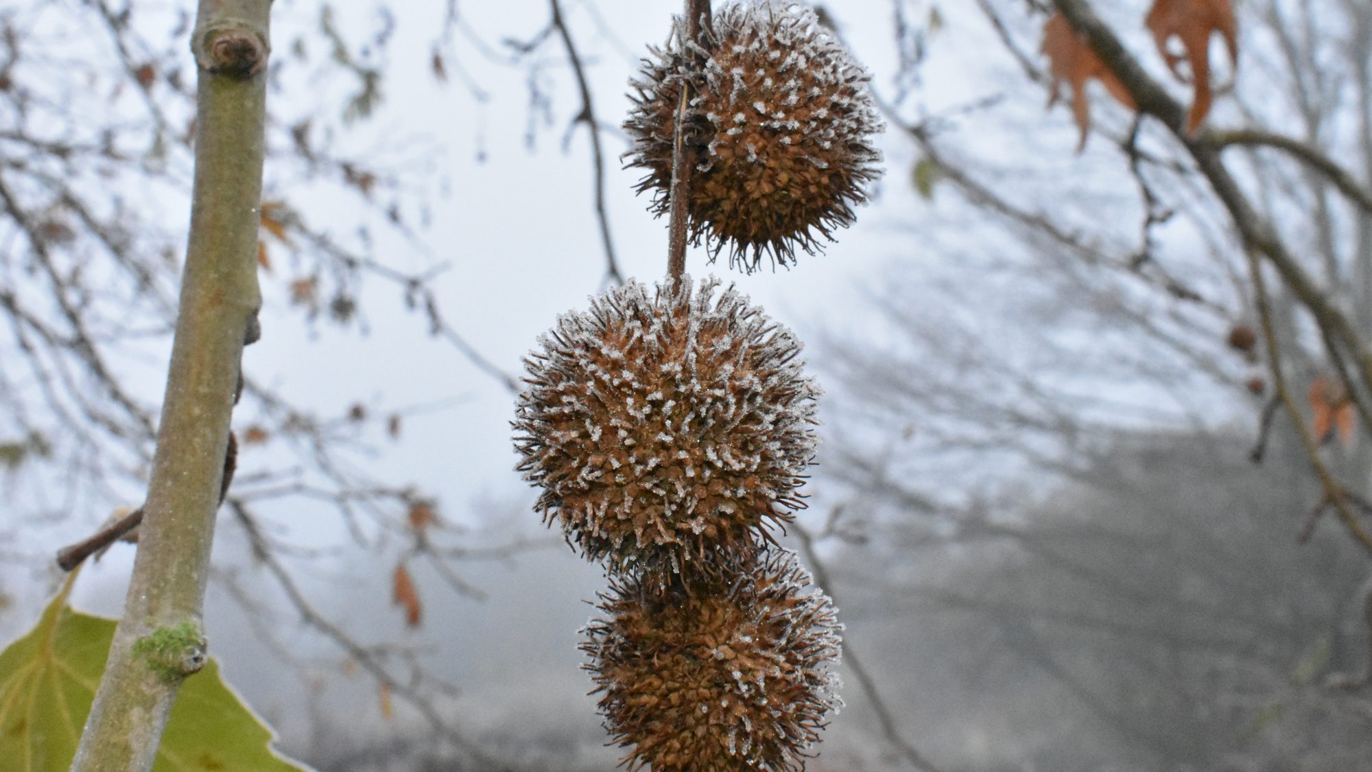 Platanus orientalis f. digitata