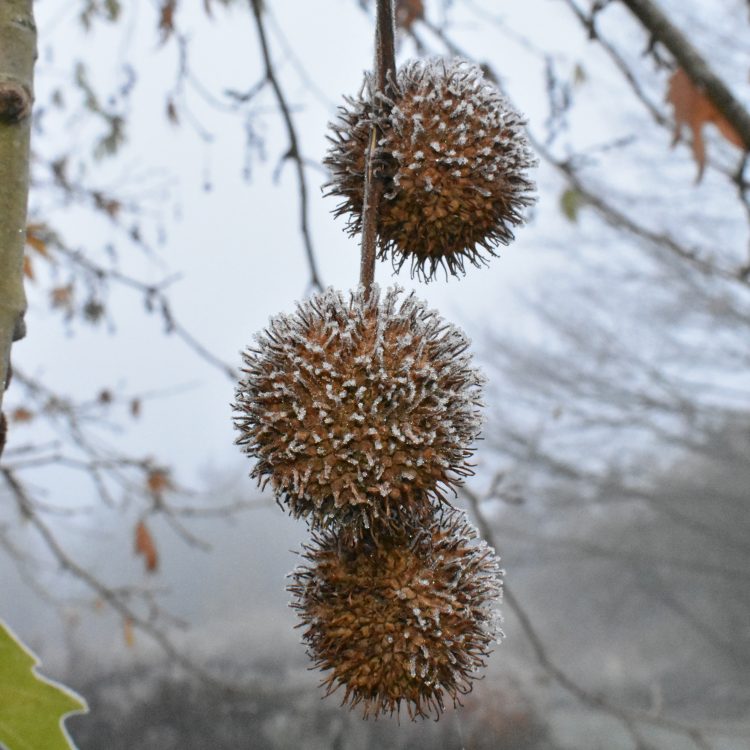 Platanus orientalis f. digitata