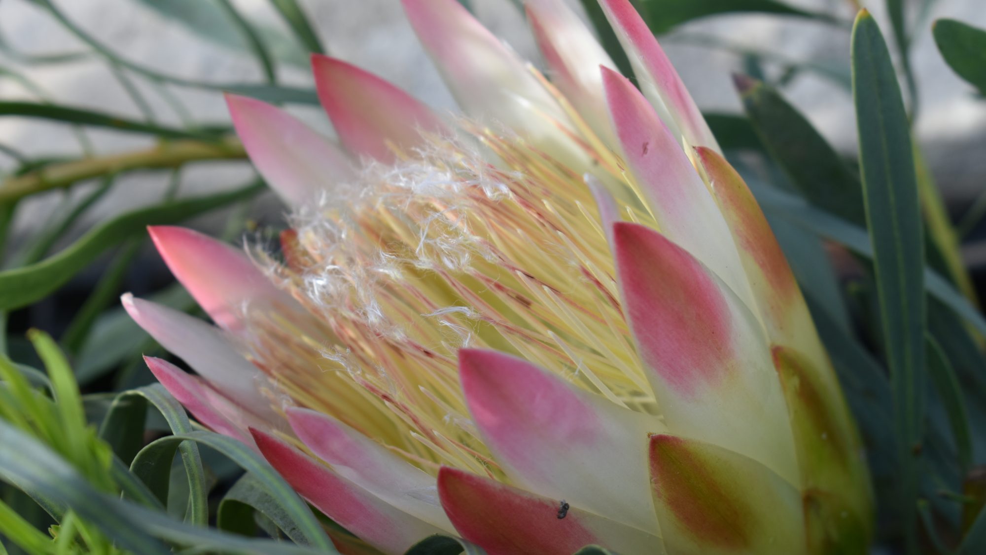 Protea repens