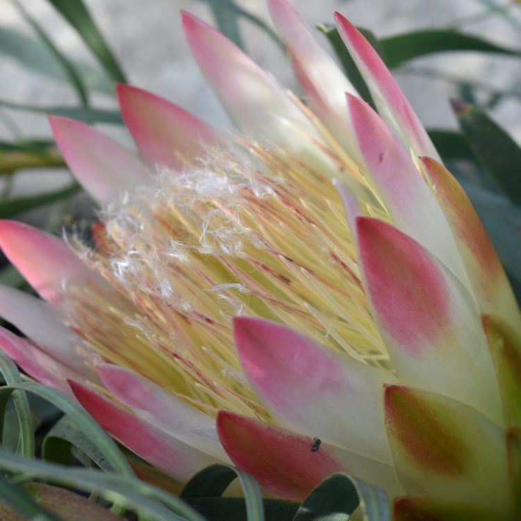 Protea repens