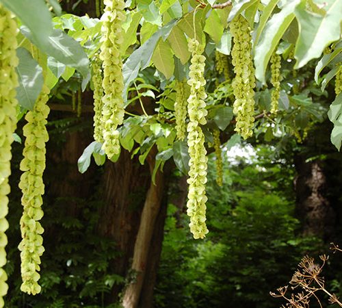 Pterocarya fraxinifolia