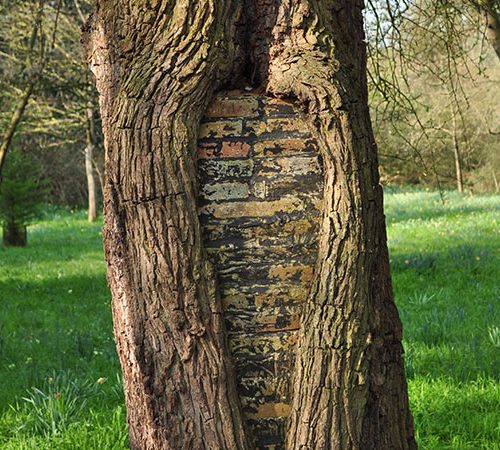 Pyrus communis