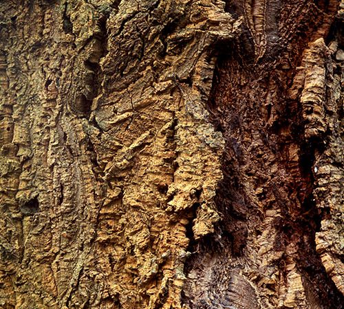 Quercus suber