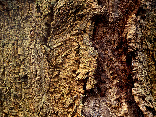 The bark of the cork oak tree.