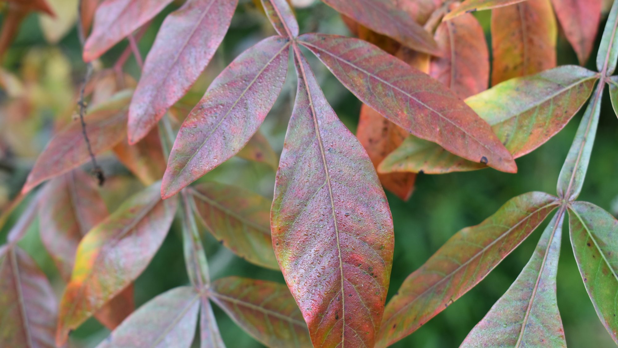 Rhus copallina
