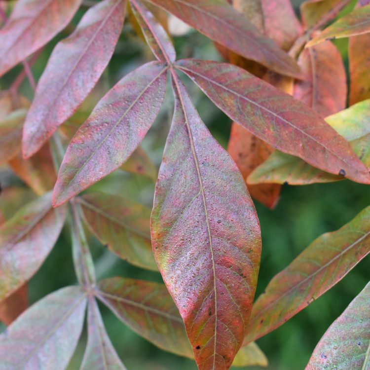 Rhus copallina