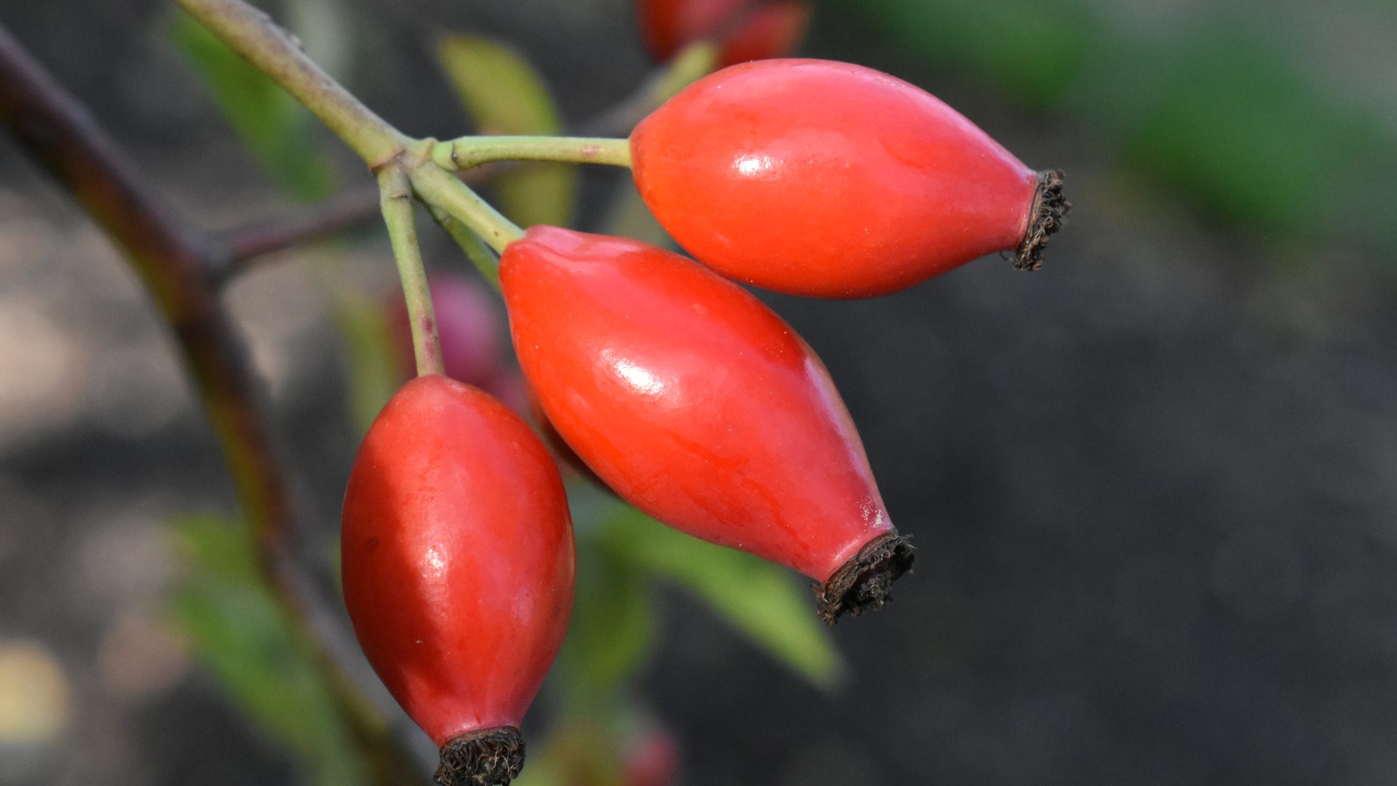 Glossy, ovoid rose hips.