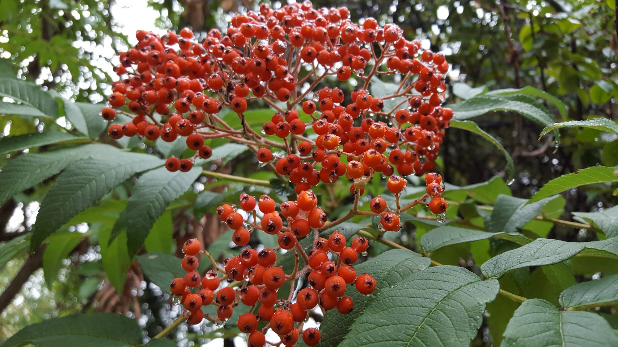 Sorbus sargentiana