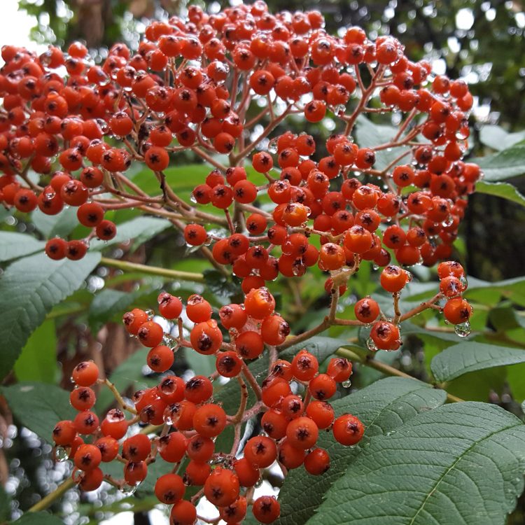 Sorbus sargentiana