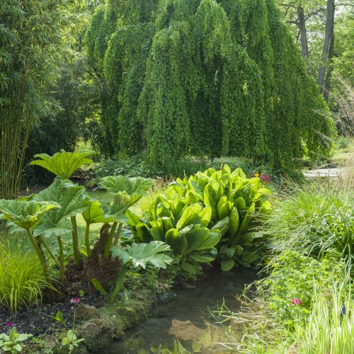 Stream Garden
