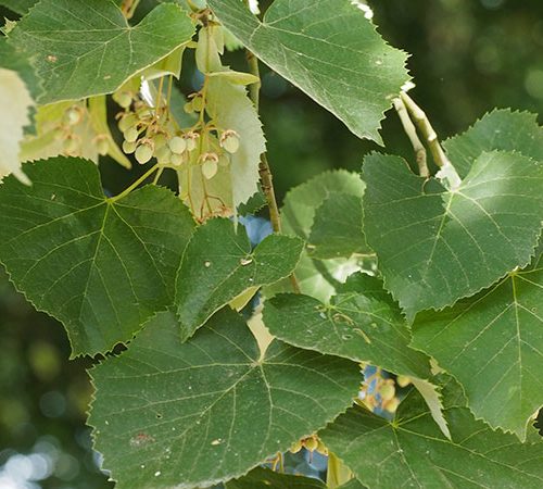 Tilia x europaea